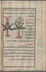 Woad (Isatis tinctoria), insâtîs [!] [right];  "Wild Woad", insâtîs barrî [left]