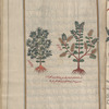 Orphine (Sedum telephium), tîlihfiyûn [n.p.] [Right,"the greater"; left, "the lesser"]