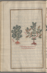 Orphine (Sedum telephium), tîlihfiyûn [n.p.] [Right,"the greater"; left, "the lesser"]