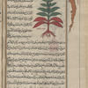 Dried root of rhubarb (Rheum rhaponticum), râwun [margin]; Yellow gentian (Gentiana lutea), jihntiyâlnî [!n.p.] [top]