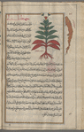 Dried root of rhubarb (Rheum rhaponticum), râwun [margin]; Yellow gentian (Gentiana lutea), jihntiyâlnî [!n.p.] [top]