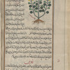 Clematitis (Aristolochia clematitis)