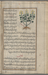 Clematitis (Aristolochia clematitis)