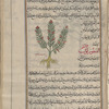 Licorice (Glycyrrhiza glabra), sûs