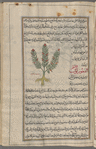 Licorice (Glycyrrhiza glabra), sûs