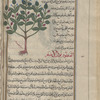 Great centaury (Centaurea centaurium), al-qantûriyyûn al-a'zam [!]