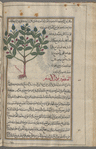 Great centaury (Centaurea centaurium), al-qantûriyyûn al-a'zam [!]