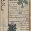 Lesser centaury (Erythraea centaurium), al-qantûriyyûn al-asghar [!] [top and margin]
