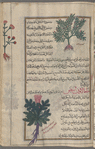 Lesser centaury (Erythraea centaurium), al-qantûriyyûn al-asghar [!] [top and margin]