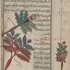Two varieties of pine thistle (Atractylis gullifera) khâmâlâwun abyâd