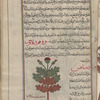 Teazel (Dipsacus sylvestris), dîbsâqus [n.p.] [top]; Woolly globe thistle  (Echinops lanuginosus), aqâlthâ lûqî [n.p] [bottom]