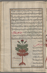 Teazel (Dipsacus sylvestris), dîbsâqus [n.p.] [top]; Woolly globe thistle  (Echinops lanuginosus), aqâlthâ lûqî [n.p] [bottom]