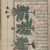 Cotton thistle (Onopordum acanthium), aqânthâ arâbîqî [n.p] [top]; Golden thistle (Scolymus hispanicus), sqûlûmûs [n.p] [middle]; Poterium (Astragalus creticus), fûtîrdiyûn [?][n.p.] [bottom]