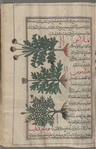 Cotton thistle (Onopordum acanthium), aqânthâ arâbîqî [n.p] [top]; Golden thistle (Scolymus hispanicus), sqûlûmûs [n.p] [middle]; Poterium (Astragalus creticus), fûtîrdiyûn [?][n.p.] [bottom]