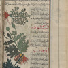 Poterium (Astragalus creticus), fûtîrdiyûn [n.p.]* [top]; Arcanthium (Onopordum illyricum), al-shawkah al-yâhûdîyah [n.p.] [middle]; Spiny acanthus (Acanthus spinosus), aqânthûs [n.p] [bottom]