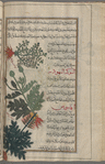 Poterium (Astragalus creticus), fûtîrdiyûn [n.p.]* [top]; Arcanthium (Onopordum illyricum), al-shawkah al-yâhûdîyah [n.p.] [middle]; Spiny acanthus (Acanthus spinosus), aqânthûs [n.p] [bottom]