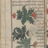 Wild acantha (Silybum syriacum) [top];  Milk thistle (Silybum marianum) [middle]; Tall rest-harrow (Ononis repens; Ononis antiquorum), anûnîs [n.p.] [bottom]