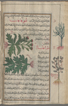 Tuberous thistle (Cirsium tuberosum), lihûqâqânthâ [n.p.]. Two variesties are shown [top; bottom]; Tragacantha (Astragalus adscendens), trâghânthâ'â [!] [margin top and bottom]