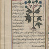 Eryngium (Eryngium planum), îrûnjî [n.p.]