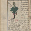 Aloe (Aloe vera), ailuwây [n.p.]