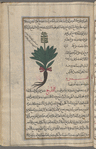 Aloe (Aloe vera), ailuwây [n.p.]