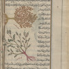 Two varieties of wormwood (Artemisia pontica; Artemisia absinthium), ifsantîn [n.p.]