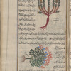 Lavender (Lavendula stoechas), istûkhâs [n.p.] [top]; Wild marjoram (Origanum vulgare var. megastachyum), awrîjânûs [n.p.] [bottom]