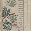 Wild marjoram (Origanum vulgare), ûrîghânûs [n.p.][top] and [bottom]