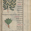 Wild radish (Raphanus rephanistrum), fujl barrî [top]; Parsnip (Pastinaca sativa), sîsârûn [bottom]