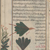 Garden dock, or Monk's rhubarb (Rumex patientia), hummâd [top]; Wild mustard (Sinapis arvensis), al-khardal al-barrî [bottom]; Cultivated mustard (Sinapis alba), khardal bustânî [margin]