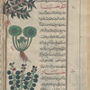 Blite (Amaranthus blitum), al-baqlah al-yamânîyah [top]; High mallow (Malva sylvestris), mulûkhîyâ [middle]; Hollyhock (alcea rosea), khubbâr [!] [bottom]