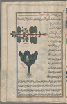 Orache, frosted orache (Atriplex rosea), qataf [top]; Garden cabbage (Brassica oleracea), kurunb bustânî [bottom]