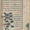 Cabbage", kurunb, called "sea cabbage". Two varieties are shown [center]; Unnamed plant [bottom]; Beet root (Beta vulgaris), al-silq [bottom margin]