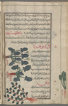 Cabbage", kurunb, called "sea cabbage". Two varieties are shown [center]; Unnamed plant [bottom]; Beet root (Beta vulgaris), al-silq [bottom margin]