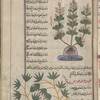 Samphire (Chrithmum maritimum), qrîthmûn [n.p.] [top]; Bird's foot (Lotos corniculatus), qûrûnûfûs [n.p.], i.e., rijl al-'aq'aq [bottom]
