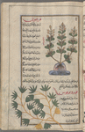 Samphire (Chrithmum maritimum), qrîthmûn [n.p.] [top]; Bird's foot (Lotos corniculatus), qûrûnûfûs [n.p.], i.e., rijl al-'aq'aq [bottom]