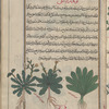 Garden endive, kûndrûdîlî [!n.p.] [right]; Possibly garden endive [middle]; Chicory (Cichorium intybus), tarashaqûq [left]