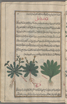 Garden endive, kûndrûdîlî [!n.p.] [right]; Possibly garden endive [middle]; Chicory (Cichorium intybus), tarashaqûq [left]
