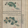 Gourd (Cucurbita maxima), qar', also called al-yaqtîn [top]; Cucumber (Cucumis sativus), khiyâr [bottom]