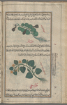 Gourd (Cucurbita maxima), qar', also called al-yaqtîn [top]; Cucumber (Cucumis sativus), khiyâr [bottom]