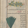 Melon (Cucumis melo), battîkh [top]; Garden lettuce (Lactuca sativa), khass bustânî [bottom]
