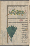 Melon (Cucumis melo), battîkh [top]; Garden lettuce (Lactuca sativa), khass bustânî [bottom]