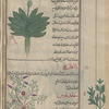 Wild lettuce (Lactuca scariola), khass barrî [top]; Fumitory (Fumaria officinalis), shâhtaraj [this name appears in an irretrievably corrupt form!] [bottom]; skandîlûs [!n.p.] [margin]