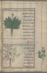 Wild lettuce (Lactuca scariola), khass barrî [top]; Fumitory (Fumaria officinalis), shâhtaraj [this name appears in an irretrievably corrupt form!] [bottom]; skandîlûs [!n.p.] [margin]