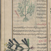 Wild carrot, also Hen's foot (Caucalis daucoides), fâwfâlîs [!] [top]; Rocket (Eruca sativa), jarjîr [bottom]