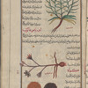 Goat's beard (Tragopogon pratensis), trâghubûghûn [n.p.] [top]; Star-of-Bethlehem (Ornithogalum umbellatum), urnîthûghâlûn [n.p.] [center]; Truffles (Tuber brumale), kam'ah. Two varieties are shown [bottom]