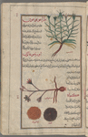 Goat's beard (Tragopogon pratensis), trâghubûghûn [n.p.] [top]; Star-of-Bethlehem (Ornithogalum umbellatum), urnîthûghâlûn [n.p.] [center]; Truffles (Tuber brumale), kam'ah. Two varieties are shown [bottom]