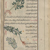 Rough bindweed (Smilax aspera), lûbiyâs [top]; Lucern (Medicago sativa), ratbah [middle]; Tare, yellow vetch (Lathyrus aphaca), afâqî [bottom]
