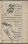 Rough bindweed (Smilax aspera), lûbiyâs [top]; Lucern (Medicago sativa), ratbah [middle]; Tare, yellow vetch (Lathyrus aphaca), afâqî [bottom]