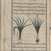 Leek (Allium porrum), kurrât [!]. Two varieties are shown